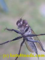 /home//u458753944/public_html/sourcegallery////////////////Insects and small critters/flies (Diptera)/P1080174.JPG